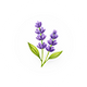 Lavender Oil