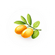 Jojoba Oil