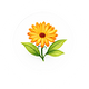Calendula Oil