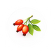 Rosehip Oil