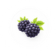 Black Raspberry Seed Oil